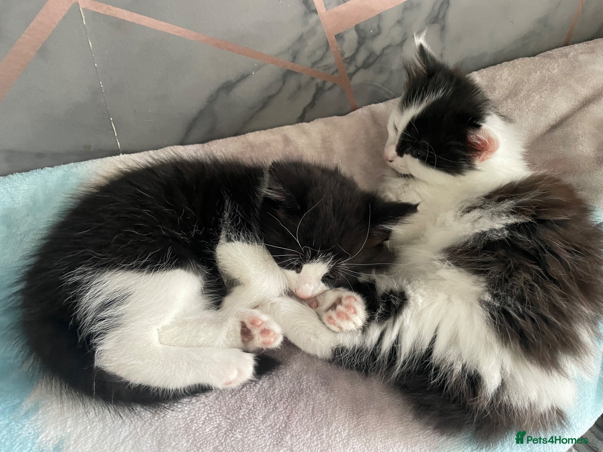 Mixed Breed cats Beautiful kittens for sale - Advert 12