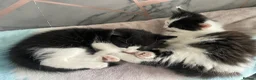 Mixed Breed cats for sale: Beautiful kittens for sale in Castleford - Advert 1