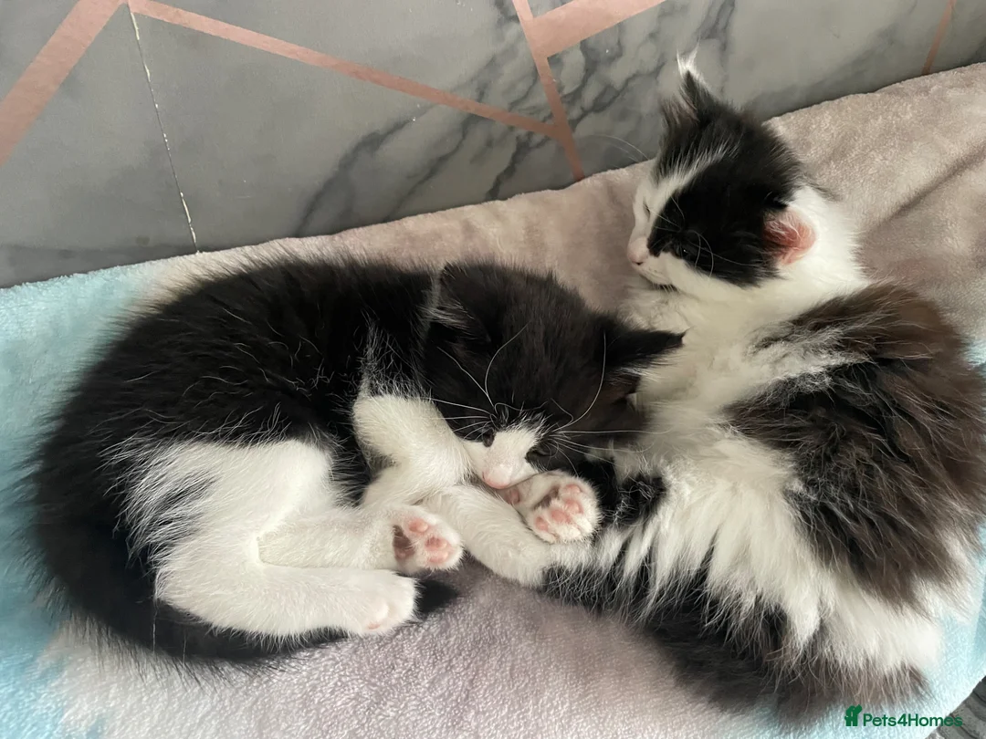Mixed Breed cats for sale: Beautiful kittens for sale in Castleford - Advert 1