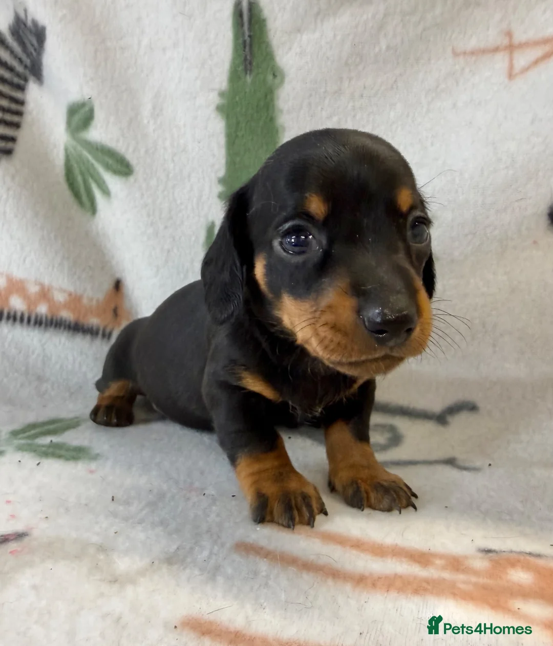 Miniature Dachshund dogs for sale: Kc Reg Smooth Haired Miniature Dachshunds  - Advert 2