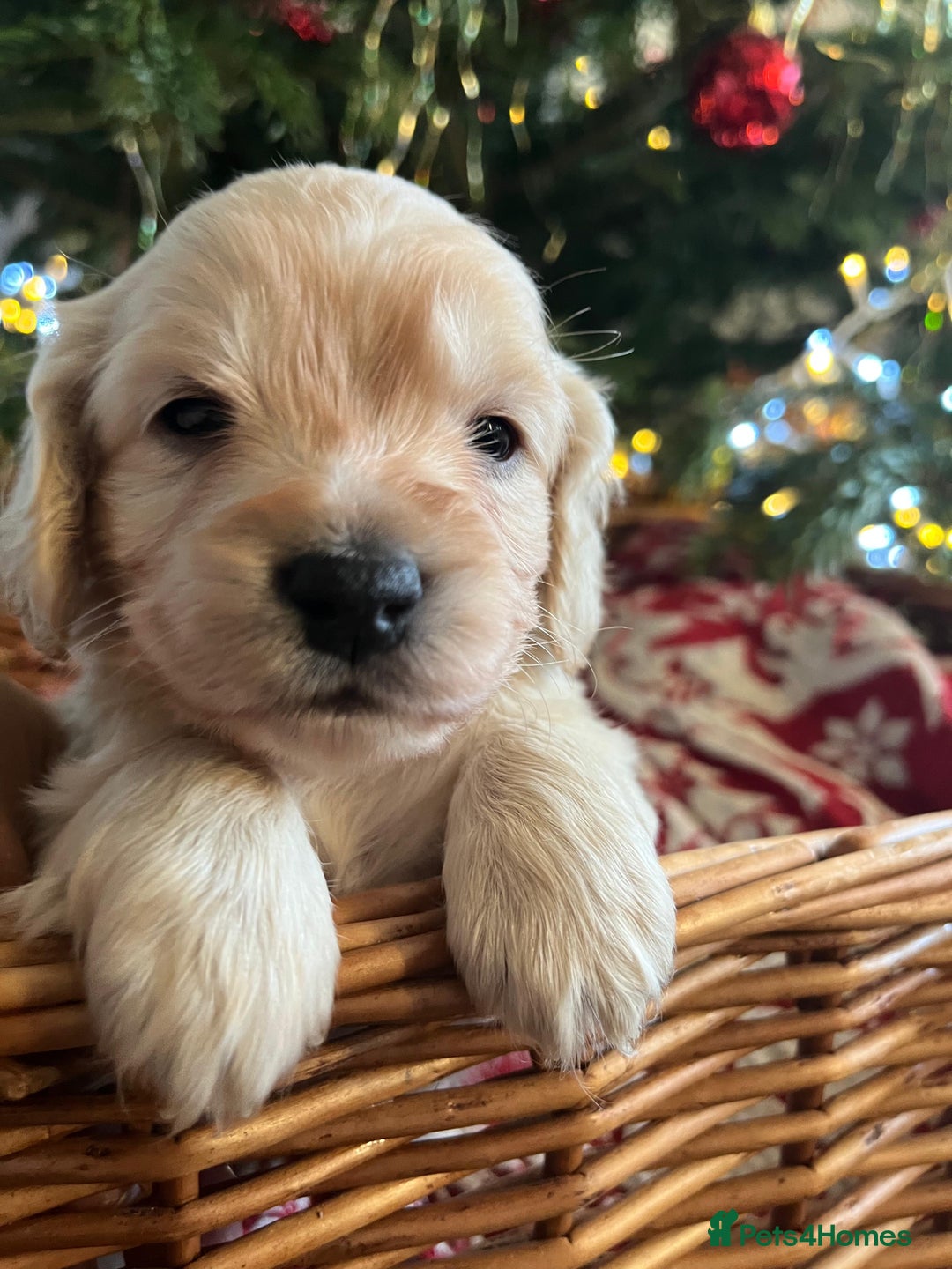 Cockapoo dogs for sale: Beautiful cockapoo puppies - Advert 36