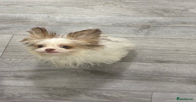 Mixed Breed dogs - Advert 5