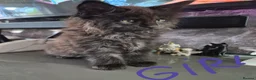 Maine Coon cats for sale: Beautiful Maine coon kittens - Advert 10
