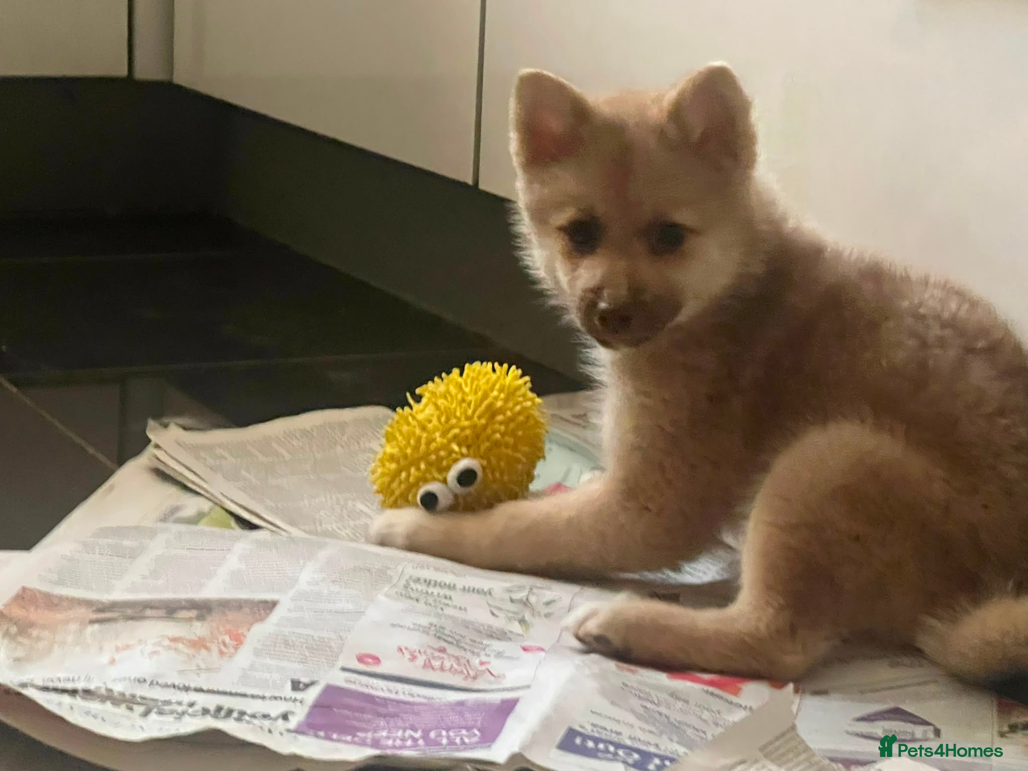 Pomsky dogs Both boys greatly reduced to £1000 - Advert 2
