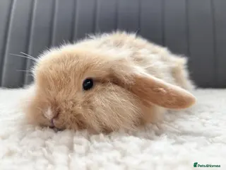 Mixed Breed rabbits Beautiful Fluffy Baby Rabbits - Advert 21