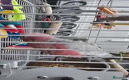 Cockatoo birds for sale: Galah Cockatoo - Advert 2