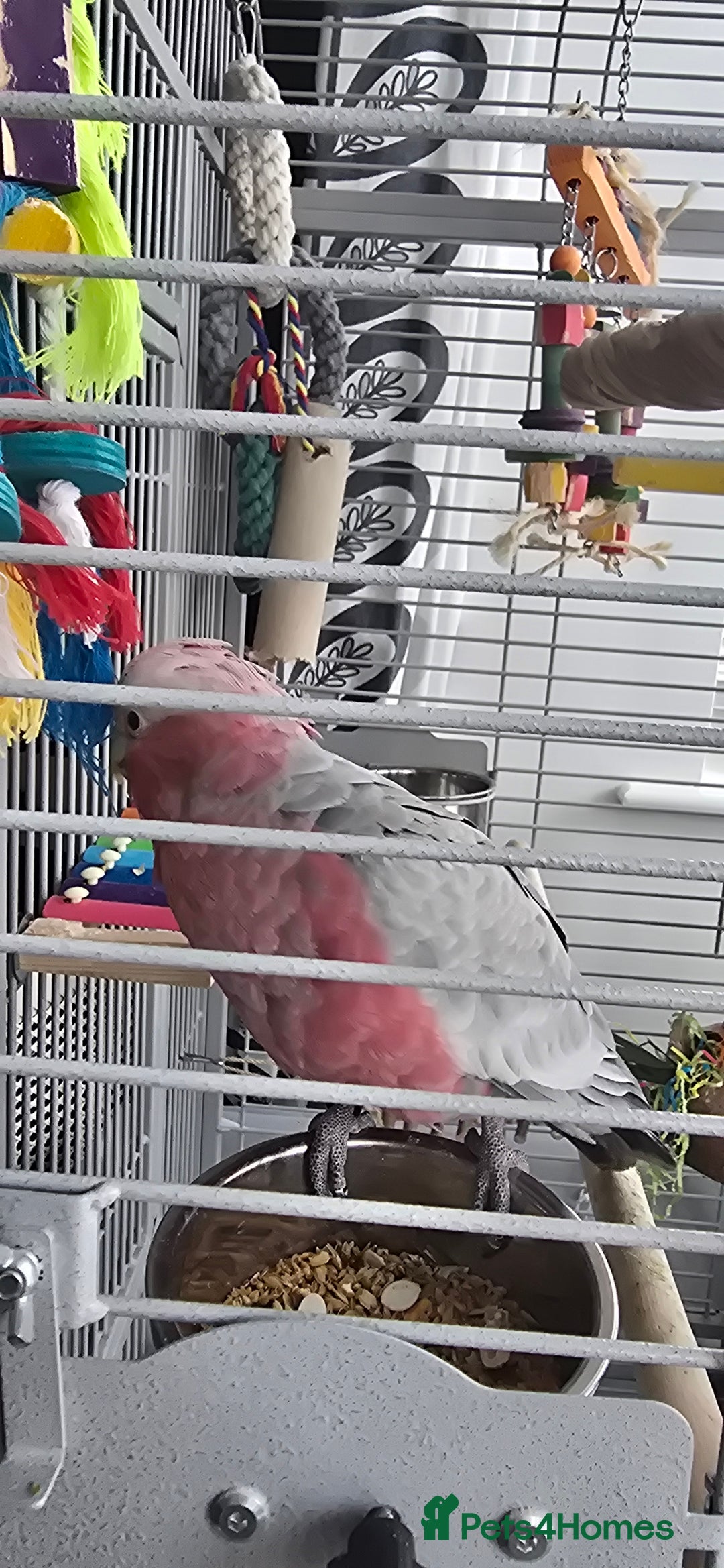 Cockatoo birds for sale: Galah Cockatoo - Advert 2