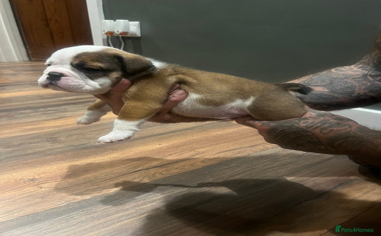 English Bulldog dogs - Advert 1