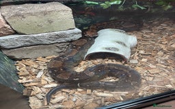 Boa Snake reptiles for sale: Baby Boa Constrictor  - Image 18