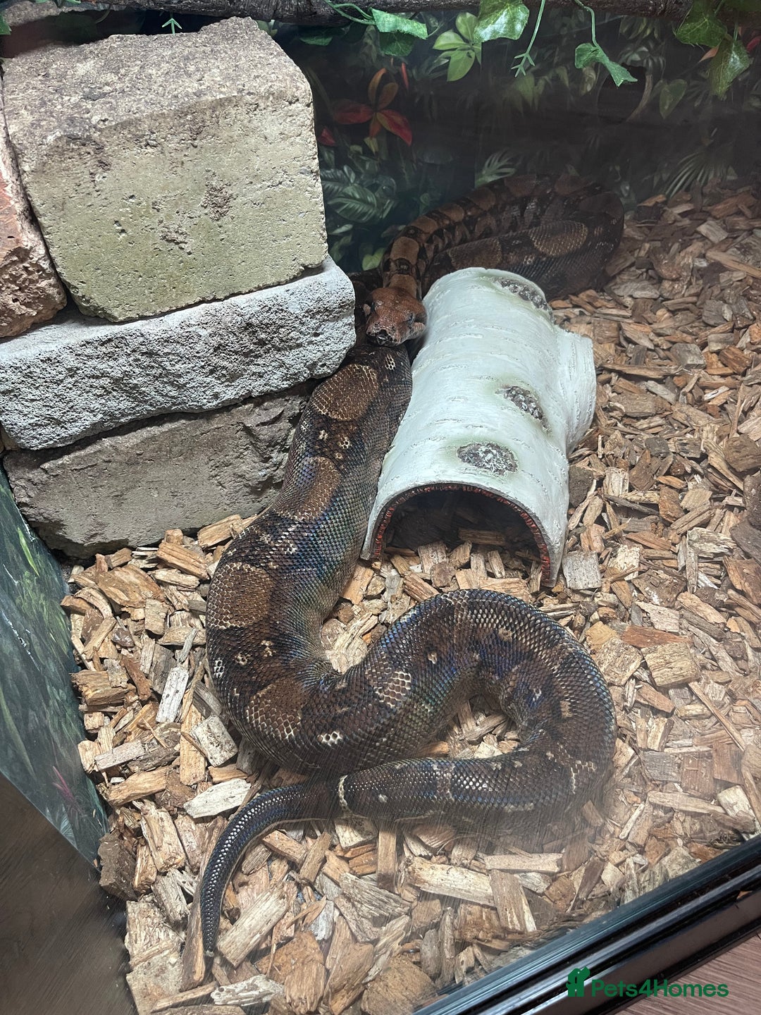 Boa Snake reptiles for sale: Baby Boa Constrictor  - Image 18