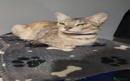 Mixed Breed cats for sale: Gorgeous mixed breed kittens for sale  - Image 2