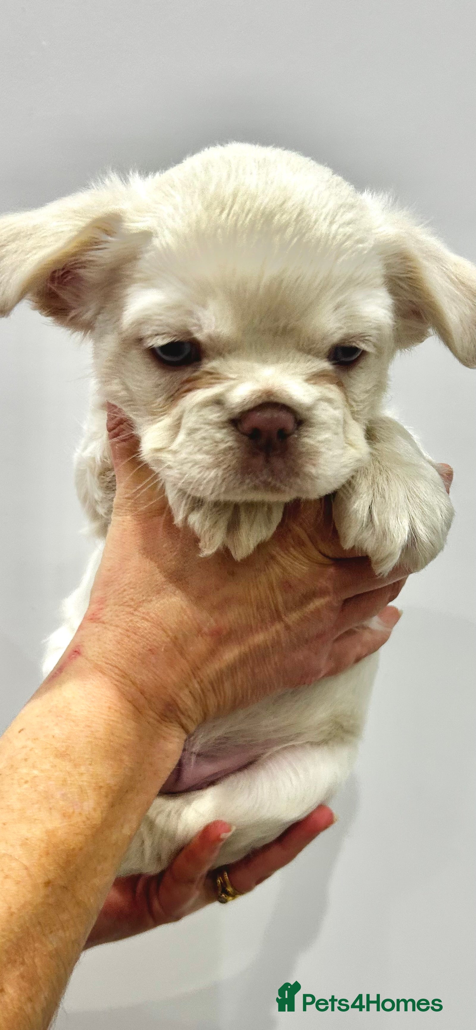 French Bulldog dogs for sale: *Price drop*Fluffy French bulldog puppies - Advert 2