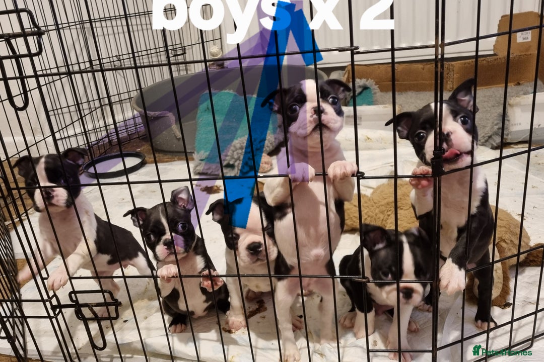 Boston Terrier dogs for sale: Boston Terrier Puppies  - Advert 2