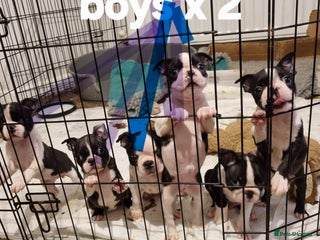 Boston Terrier dogs Boston Terrier Puppies - Advert 1