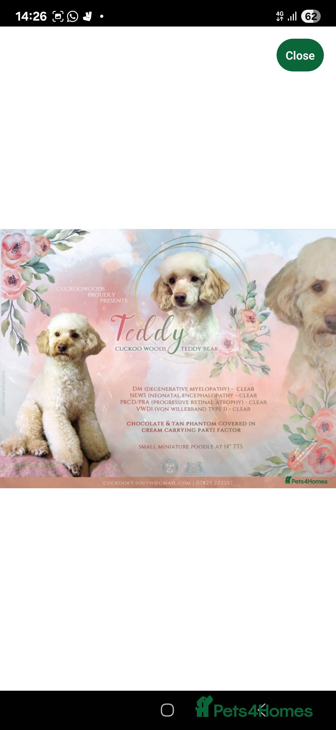 Cockapoo dogs for sale: 3 beautiful f1b cockapoo puppies  - Image 11