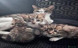 Mixed Breed cats for sale: 2 beautiful tabby male kittens available  - Image 6