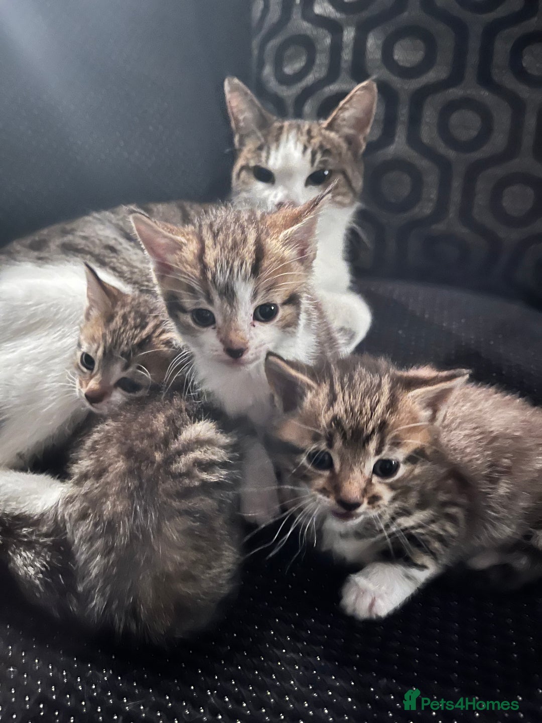 Mixed Breed cats for sale: 2 beautiful tabby male kittens available  - Image 6