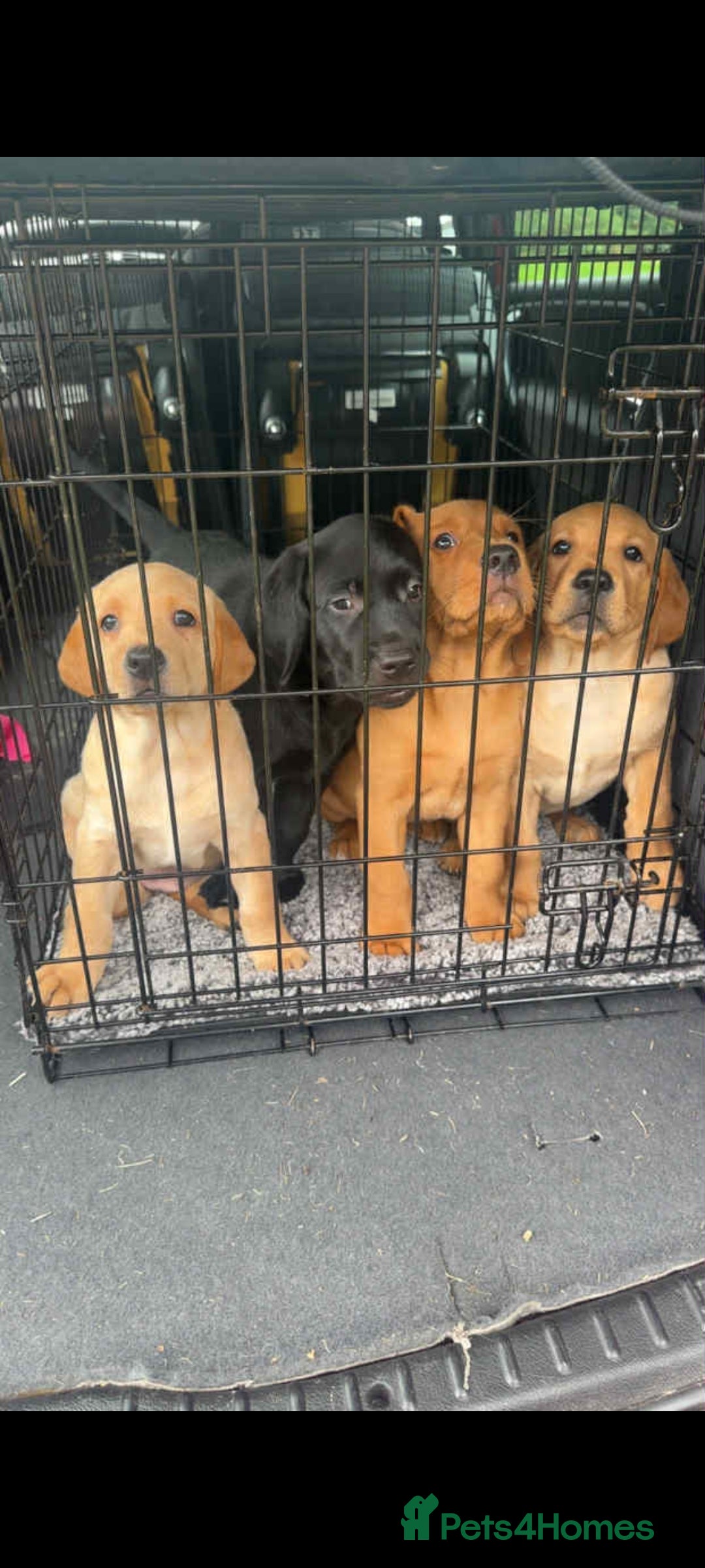 Labrador Retriever dogs for sale: Labrador puppies 1 red girl 1 black boy  - Image 1