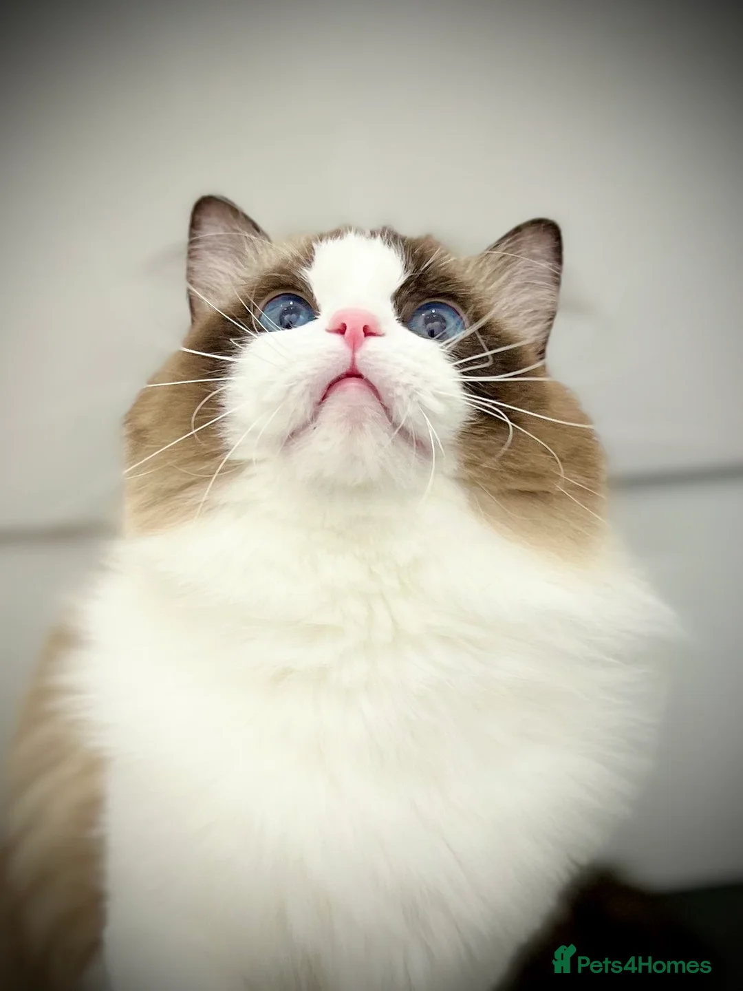 Ragdoll cats for sale: Beautiful ragdoll girl  - Advert 1