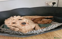 Miniature Poodle dogs for sale: Minature poodles for sale - Image 7