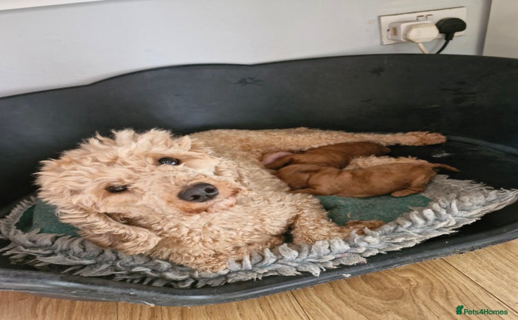 Miniature Poodle dogs - Advert 11