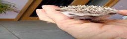 Pygmy Hedgehog rodents for sale: Stunning little baby African pigmy hedgehogs  - Advert 8