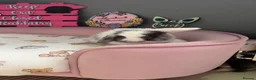Mini Lop rabbits for sale: Beautiful mini lop babies ready to be reserved  - Advert 3