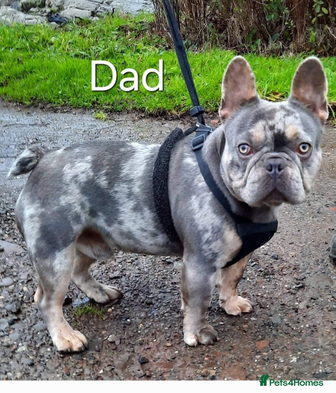 French Bulldog dogs for sale: Top Quality French Bulldog Puppies  - Advert 3