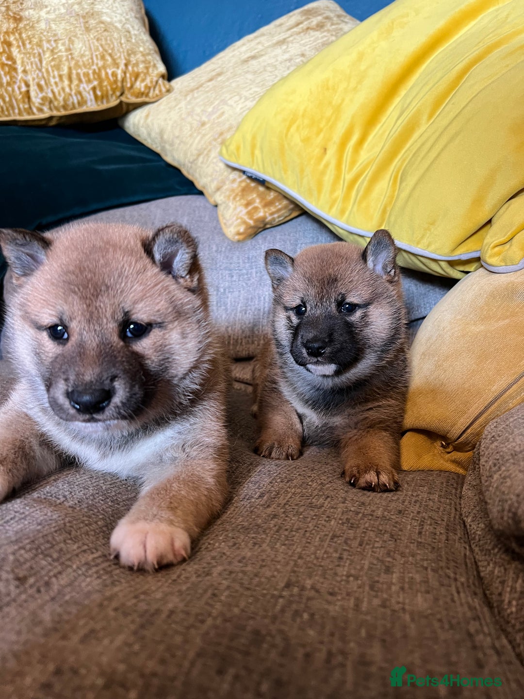 Japanese Shiba Inu dogs for sale: K.C reg Japanese Shiba Inu Puppies - Image 14