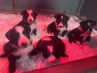 Mixed Breed dogs Beautiful, Bearded Collie x Border Collie pups. - Advert 8