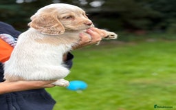 Cocker Spaniel dogs for sale: READY NOW KC Reg Working Cocker spaniel puppies - Image 7