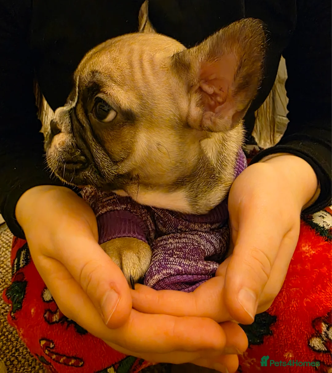French Bulldog dogs for sale: Beautiful French bulldog  - Advert 27
