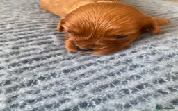 Cavapoo dogs for sale: Beautiful Tiny Cavapoos  - Image 25