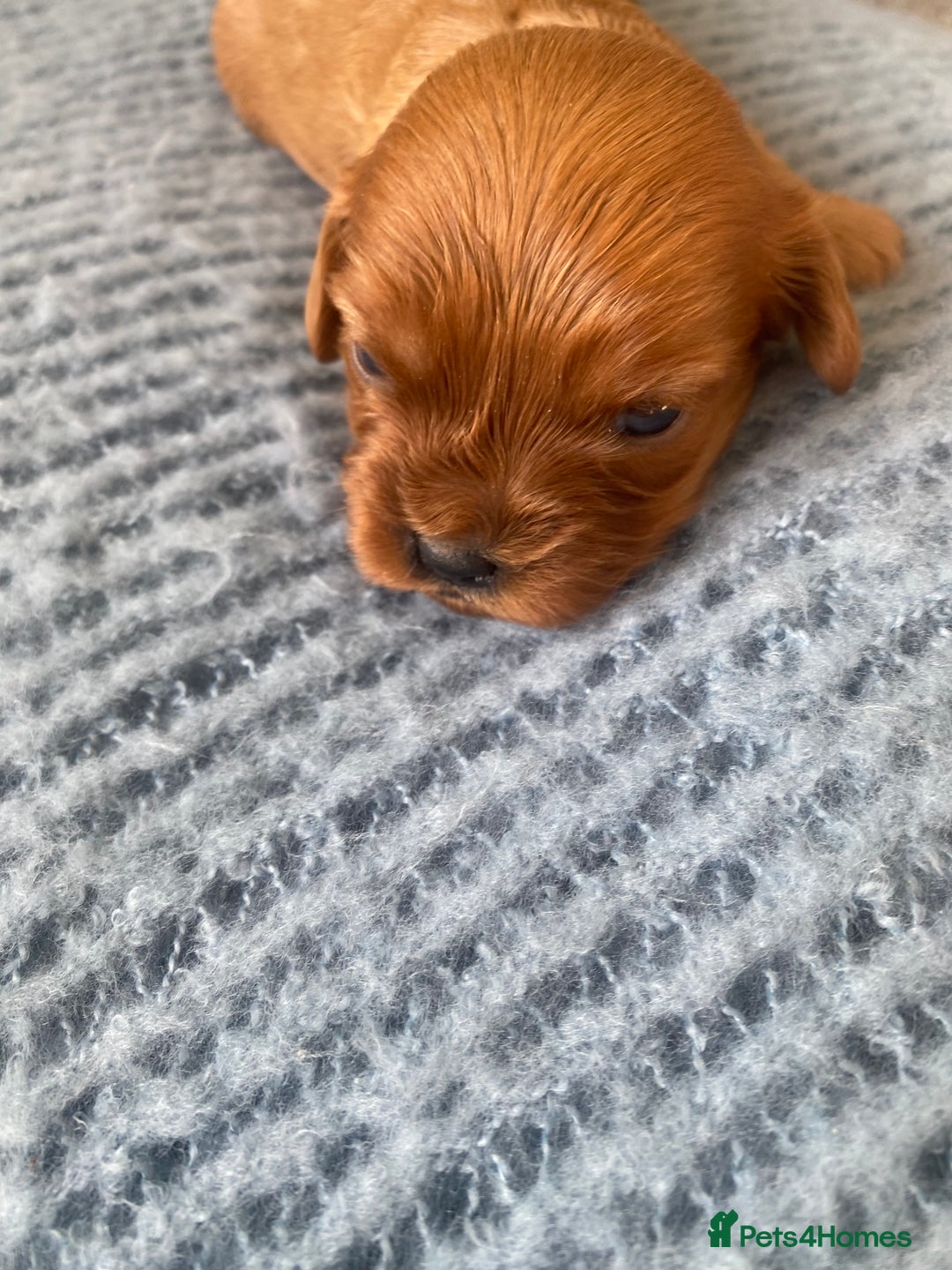Cavapoo dogs for sale: Beautiful Tiny Cavapoos  - Image 25