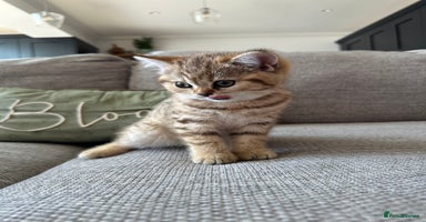 British Shorthair cats - Advert 15