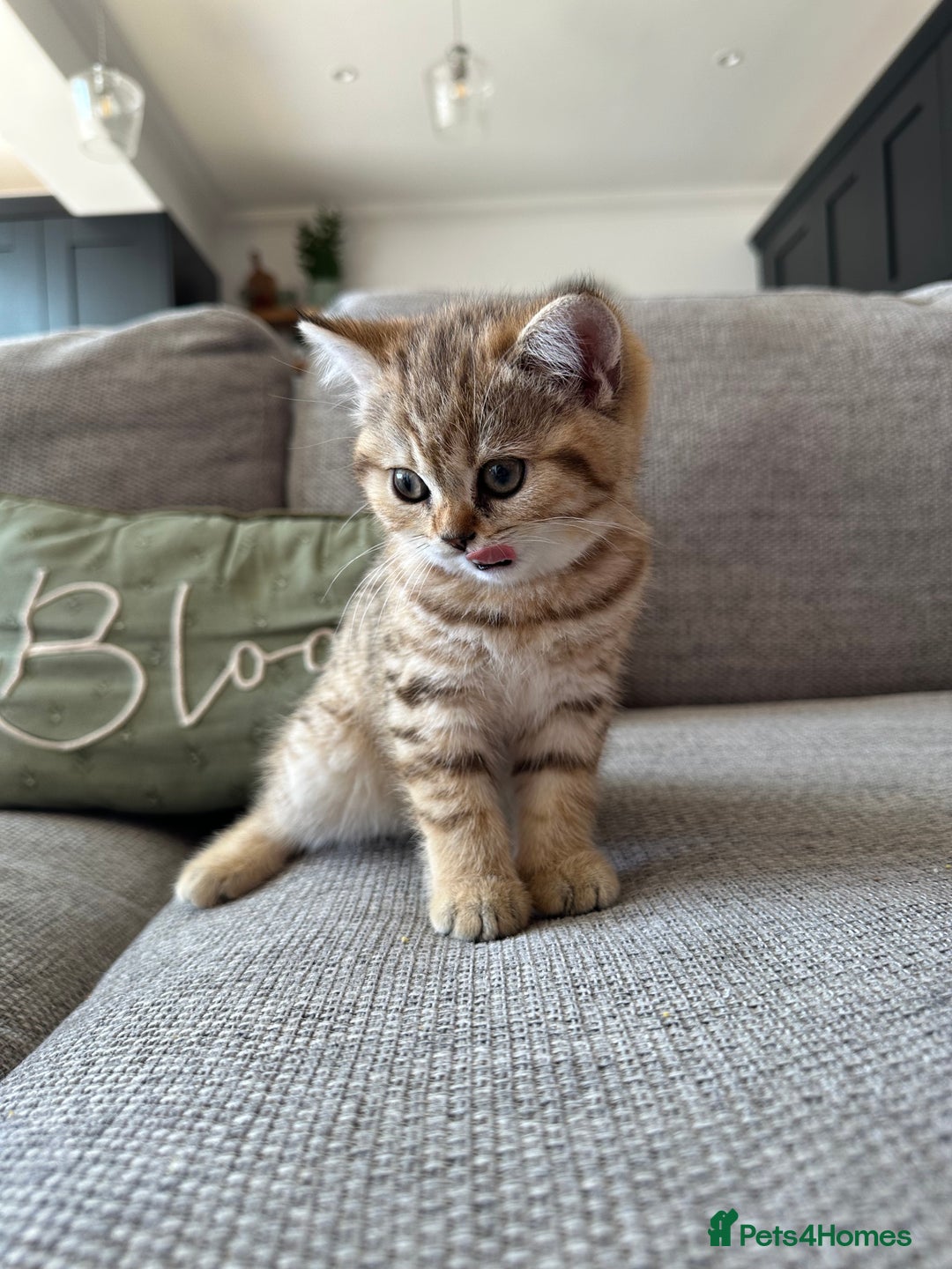 British Shorthair cats for sale: BSH kittens for sale - SOLD - Image 3