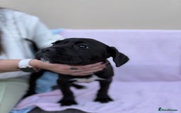 Cane Corso dogs for sale: 5 Gorgeous Black Cane Corsos ready to go🤍 - Image 2
