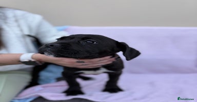 Cane Corso dogs - Advert 10