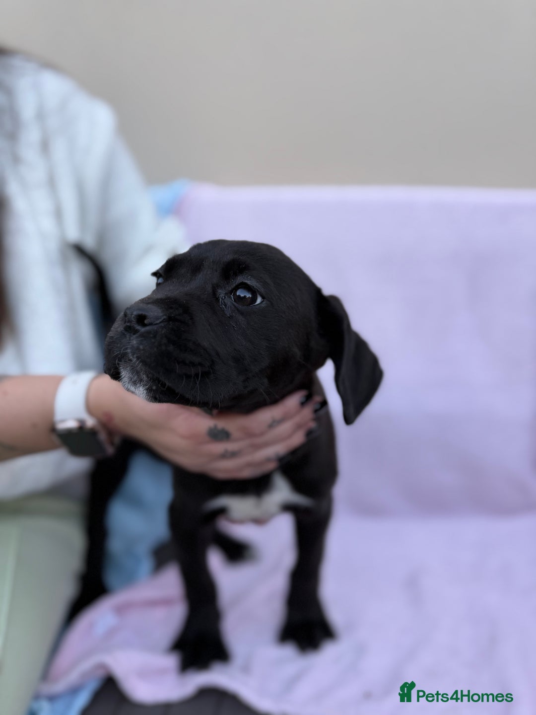 Cane Corso dogs for sale: 5 Gorgeous Black Cane Corsos ready to go🤍 - Image 2