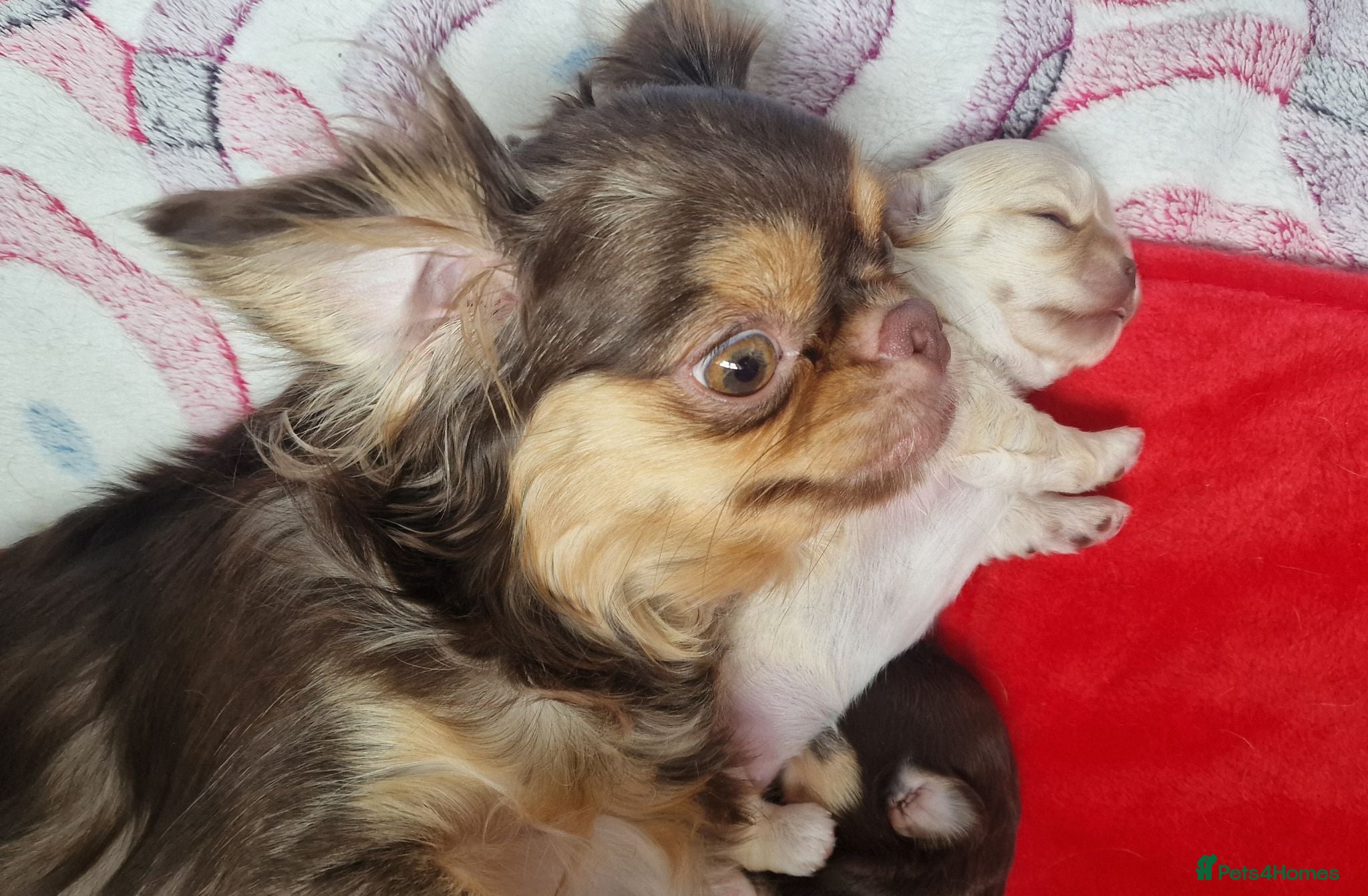 Chihuahua dogs  Long Coat KC CHI pups 2 BOYS & 1 GIRL - Advert 8