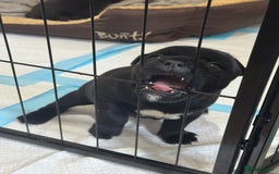 Staffordshire Bull Terrier dogs for sale: Top quality Staffordshire bull terriers  - Image 2
