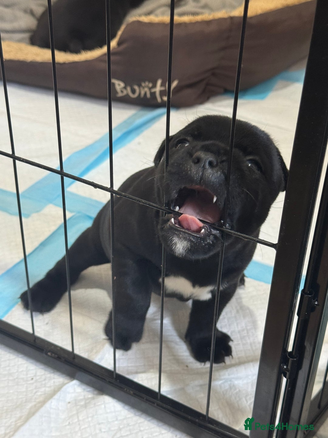 Staffordshire Bull Terrier dogs for sale: Top quality Staffordshire bull terriers  - Image 2