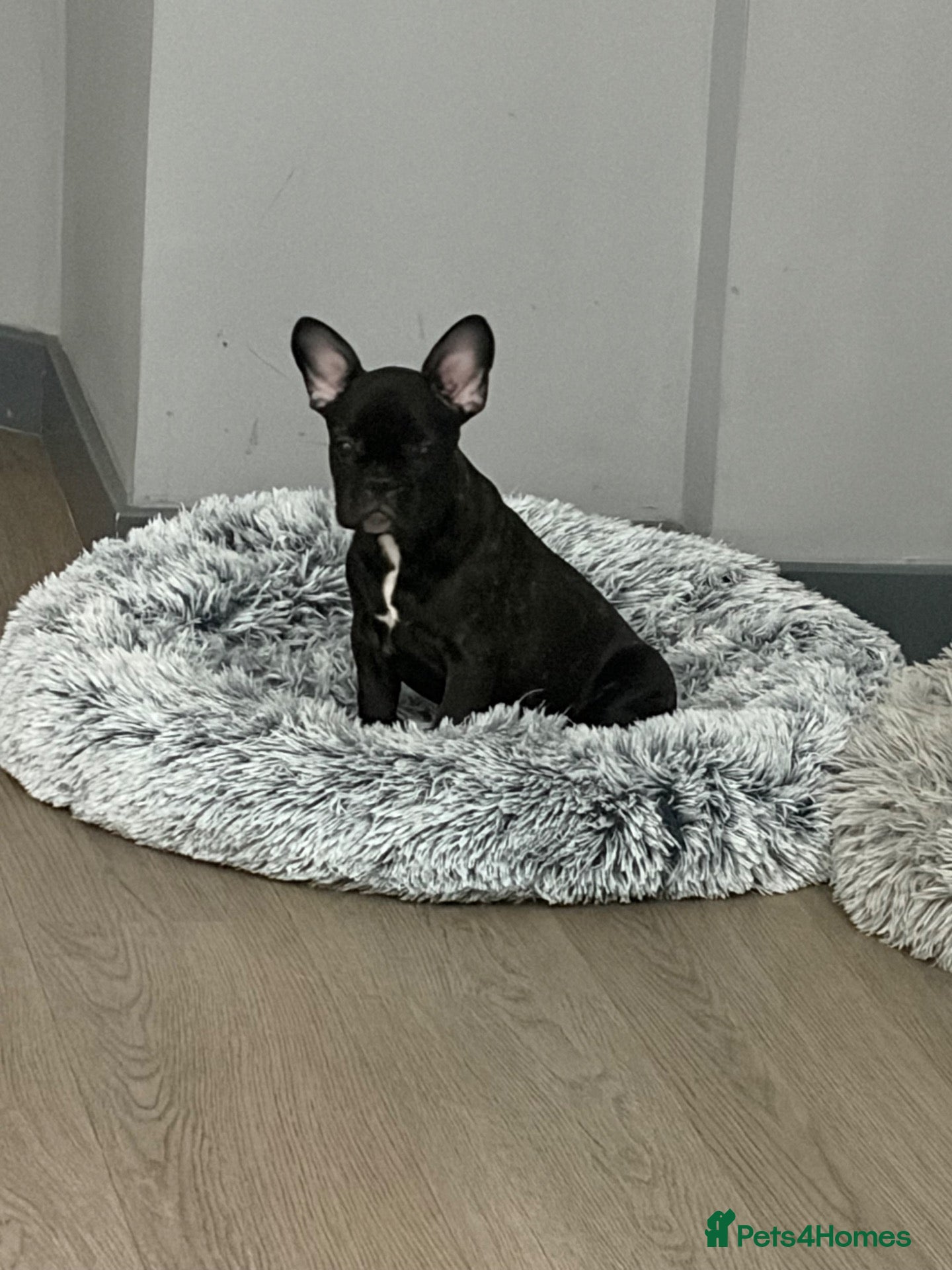 French Bulldog dogs French bulldog  - Advert 2