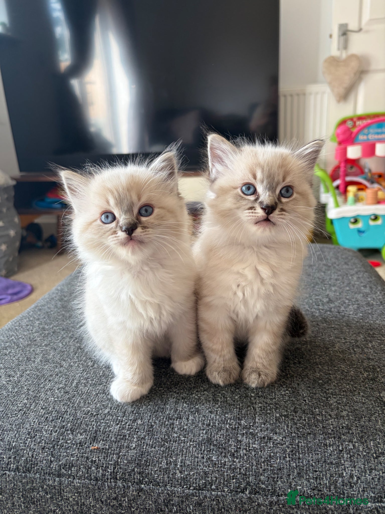 Ragdoll cats ✨Gorgeous ragdoll kittens✨  - Advert 15