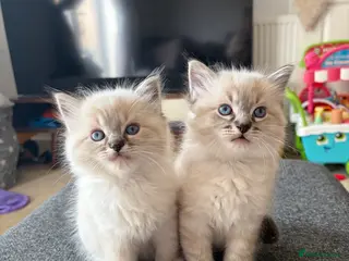 Ragdoll cats ✨Gorgeous ragdoll kittens✨ - Advert 15