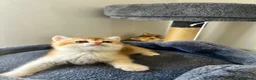 British Shorthair cats for sale: TICA BSH golden shaded boy and girl - Advert 3