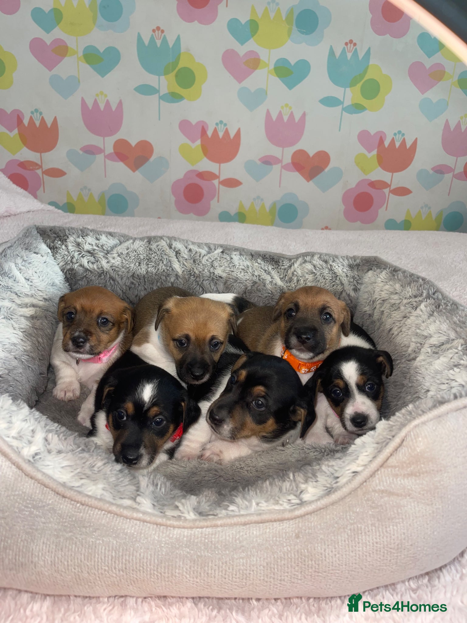 Jack Russell dogs Jack Russell Puppies for sale - Advert 5