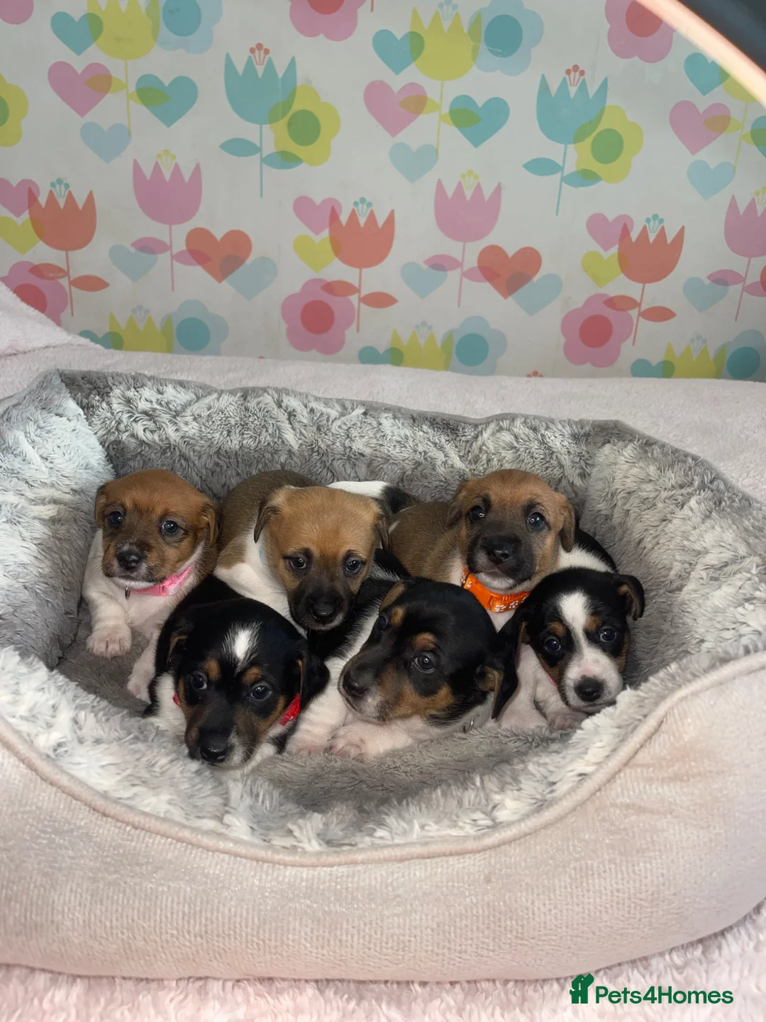 Jack Russell dogs for sale: Jack Russell Puppies for sale in Liverpool - Advert 1