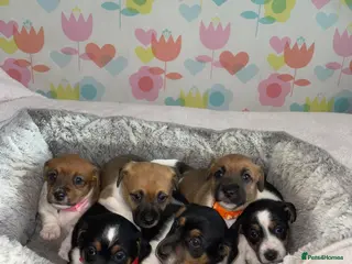 Jack Russell dogs Jack Russell Puppies for sale - Advert 5
