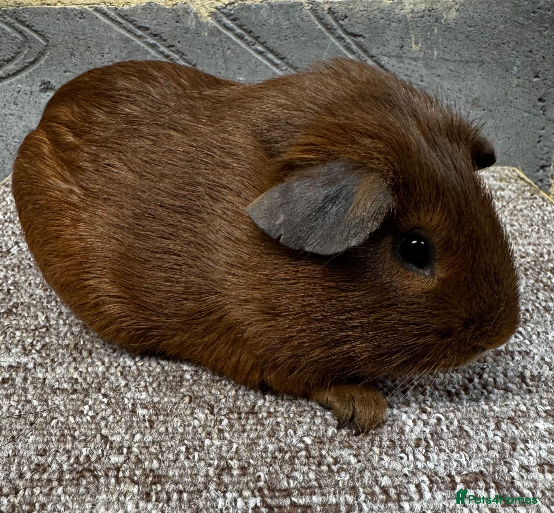 Guinea Pig rodents Baby male & female guinea pigs for sale  - Advert 2
